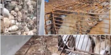 Rescatan cientos de gatos enjaulados listos para servir de comida