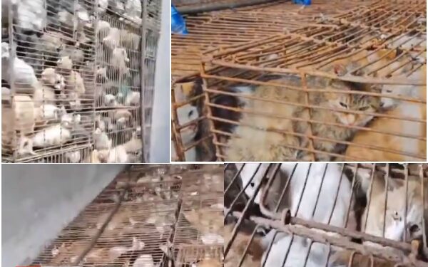 Rescatan cientos de gatos enjaulados listos para servir de comida