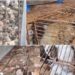 Rescatan cientos de gatos enjaulados listos para servir de comida