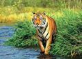 El tigre de Sumatra (Panthera tigris sumatrae)