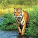 El tigre de Sumatra (Panthera tigris sumatrae)