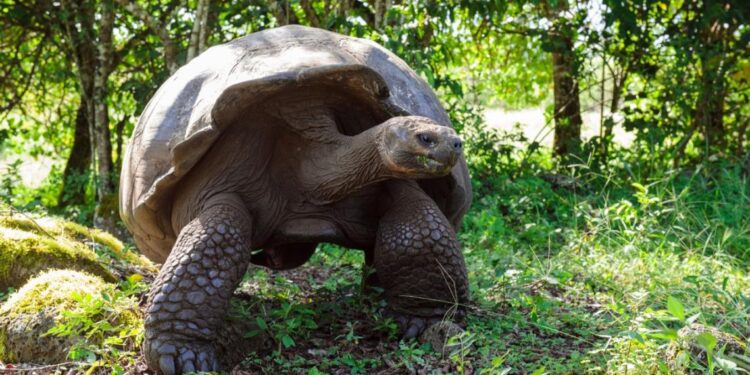 Las especies más increíbles de las islas Galápagos