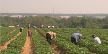 Continúa propagación de COVID en granjas de Canadá