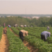 Continúa propagación de COVID en granjas de Canadá