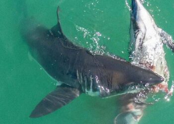 #Video Delfín es devorado por tiburones blancos en California