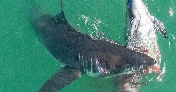 #Video Delfín es devorado por tiburones blancos en California