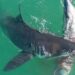 #Video Delfín es devorado por tiburones blancos en California