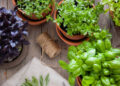 Del huerto a la mesa, cultiva tus alimentos en casa