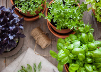 Del huerto a la mesa, cultiva tus alimentos en casa