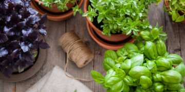 Del huerto a la mesa, cultiva tus alimentos en casa