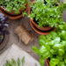 Del huerto a la mesa, cultiva tus alimentos en casa