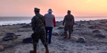 Se recuperan casi 30 mil huevos de tortuga a tráfico ilegal en Oaxaca