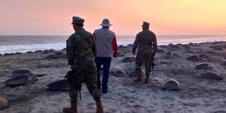 Se recuperan casi 30 mil huevos de tortuga a tráfico ilegal en Oaxaca