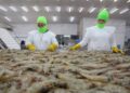China suspende la importación de camarones desde Ecuador al detectar envases con coronavirus
