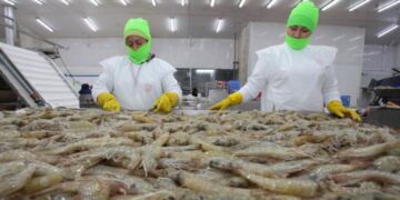 China suspende la importación de camarones desde Ecuador al detectar envases con coronavirus