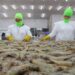 China suspende la importación de camarones desde Ecuador al detectar envases con coronavirus