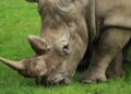 Caza furtiva de rinocerontes bajó 53% en Sudáfrica