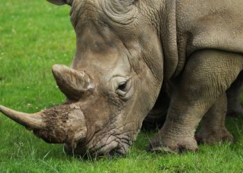 Caza furtiva de rinocerontes bajó 53% en Sudáfrica