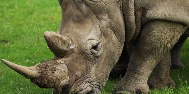 Caza furtiva de rinocerontes bajó 53% en Sudáfrica