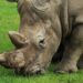 Caza furtiva de rinocerontes bajó 53% en Sudáfrica