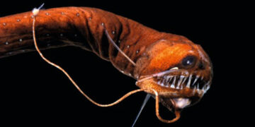 Peces de aguas profundas desaparecen absorbiendo la luz