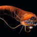 Peces de aguas profundas desaparecen absorbiendo la luz