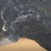 CONAGUA demanda a Comisión de Agua en Acapulco por daño ambiental