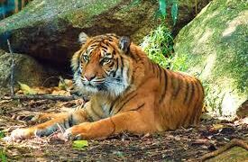 Tailandia duplica la población de tigres salvajes