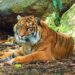 Tailandia duplica la población de tigres salvajes