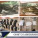 Detienen a 5 asegurando armamento y equipo táctico en Villa de Reyes