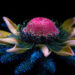 Las flores, como las ven las abejas (Fotos)