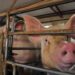 China asegura que gripe porcina G4 no es algo nuevo y no infecta a humanos fácilmente