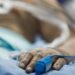 IMSS pierde cuerpo víctima de Covid-19 y otra familia lo incinera