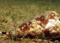 En UNAM investigan veneno de caracol para combatir dolor crónico