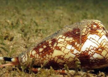 En UNAM investigan veneno de caracol para combatir dolor crónico