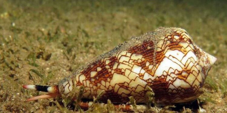 En UNAM investigan veneno de caracol para combatir dolor crónico