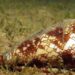 En UNAM investigan veneno de caracol para combatir dolor crónico