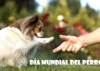 21 de julio, Día Mundial del Perro