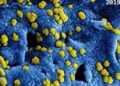 Investigación indica que COVID19 muta para que las células no lo reconozcan