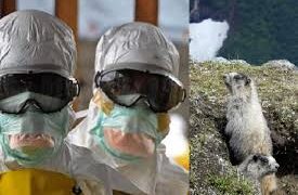 China informa primer caso de PESTE bubónica, se eleva nivel de alerta en Mongolia