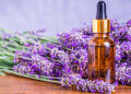 5 plantas que contribuyen a calmar la ansiedad