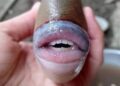 Inquietan pez con labios y dientes de humano