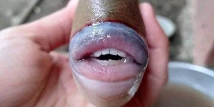 Inquietan pez con labios y dientes de humano
