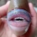 Inquietan pez con labios y dientes de humano