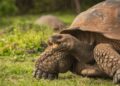 Islas Galápagos celebran 61 años como la primera área protegida de Ecuador