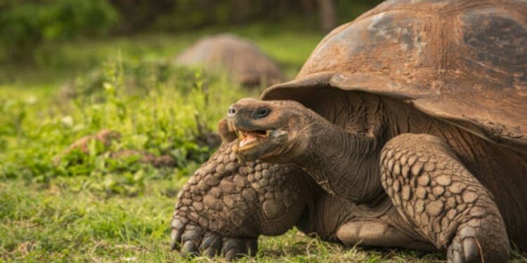 Islas Galápagos celebran 61 años como la primera área protegida de Ecuador