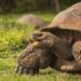 Islas Galápagos celebran 61 años como la primera área protegida de Ecuador