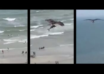 #Video Sorprendente águila caza a un tiburón en la playa