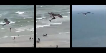 #Video Sorprendente águila caza a un tiburón en la playa
