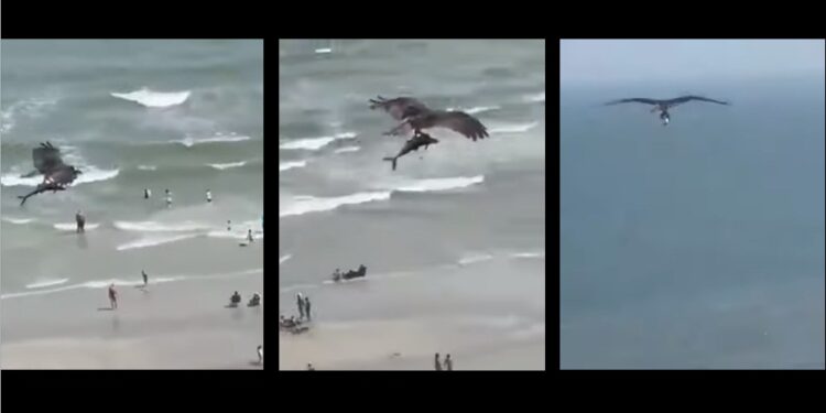 #Video Sorprendente águila caza a un tiburón en la playa